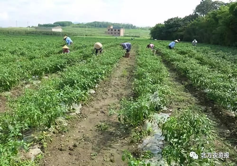 蒜苗丰收季，产地喜讯连连，价格行情看涨！